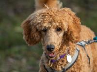 Königspudel Jungtier